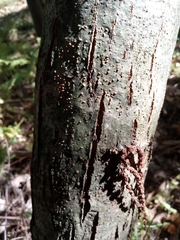 Cryphonectria parasitica