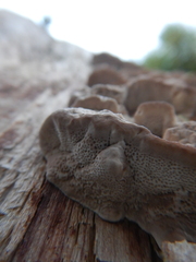 Gloeoporus dichrous