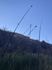 Schoenoplectus californicus