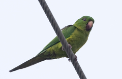 Psittacara holochlorus