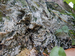 Rigidoporus corticola
