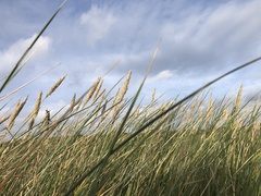 Ammophila arenaria