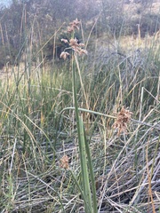 Schoenoplectus californicus