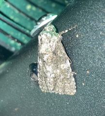 Acronicta afflicta
