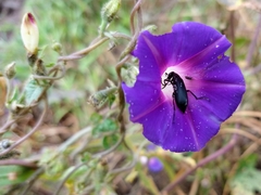 Ipomoea purpurea