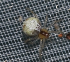 Simitidion simile