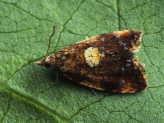 Pseudargyrotoza conwagana