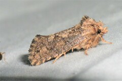 Acrolophus arcanella