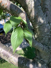 Cerasus