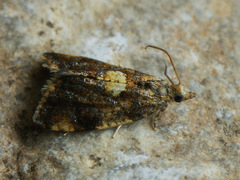 Pseudargyrotoza conwagana