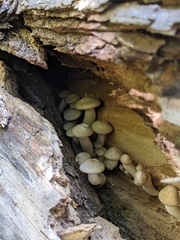 Hypsizygus