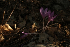 Colchicum feinbruniae