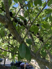 Cerasus