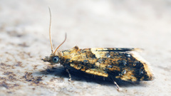 Pseudargyrotoza conwagana