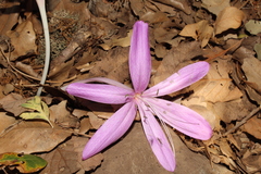 Colchicum feinbruniae