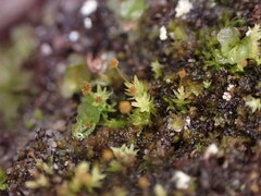 Aulacomnium androgynum