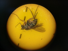 Dolichopus popularis