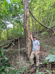 Vanderbylia robiniophila