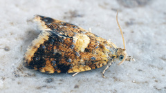 Pseudargyrotoza conwagana