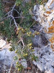 Juniperus phoenicea