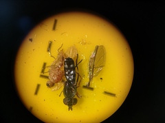 Platycheirus albimanus