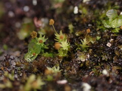 Aulacomnium androgynum