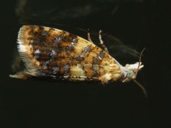 Pseudargyrotoza conwagana