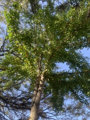 Ginkgo