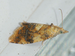 Pseudargyrotoza conwagana