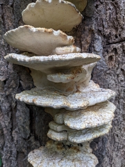 Vanderbylia robiniophila