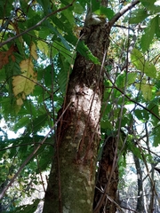 Cryphonectria parasitica