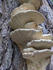 Vanderbylia robiniophila