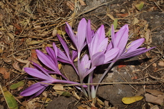 Colchicum feinbruniae