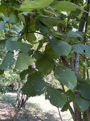 Corylus avellana