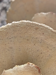 Vanderbylia robiniophila