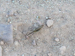 Enthephippion borellii