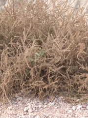 Salsola kali