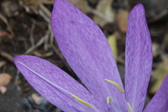 Colchicum feinbruniae