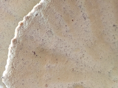 Vanderbylia robiniophila