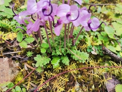 Pedicularis