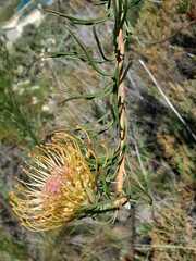 Leucospermum lineare