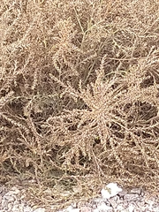 Salsola kali