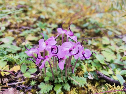 Pedicularis sigmoidea