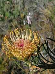 Leucospermum lineare
