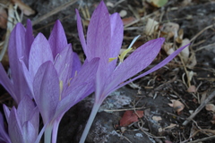 Colchicum feinbruniae