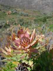 Leucadendron daphnoides