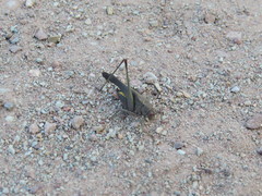 Enthephippion borellii