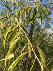 Salix amygdaloides