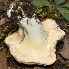 Cantharellus subalbidus