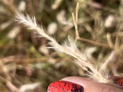 Bothriochloa barbinodis